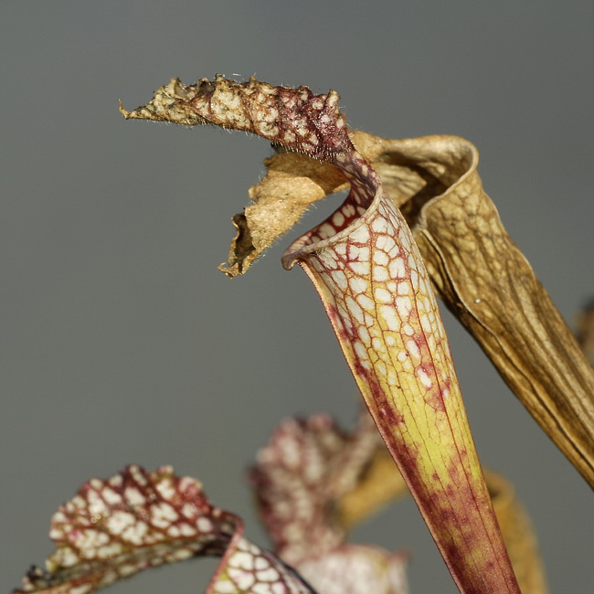 Blume _DDC8255 Kopie.jpg   26.04.jpg